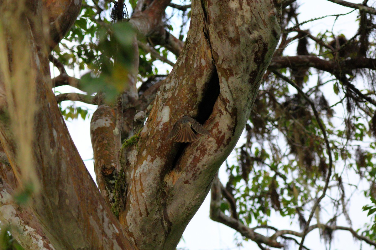 Galapagos Flycatcher - ML637945878