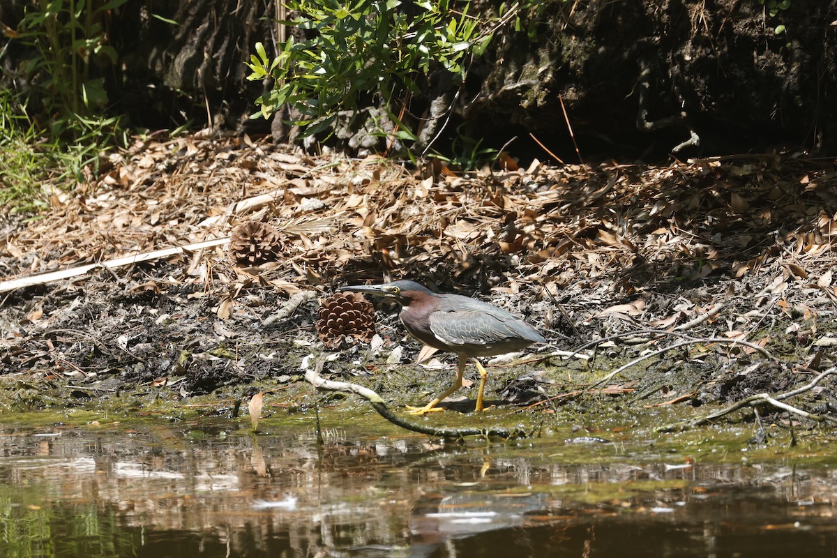 Koartzatxo berdea - ML637945879