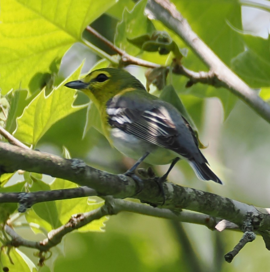 Yellow-throated Vireo - ML637945885
