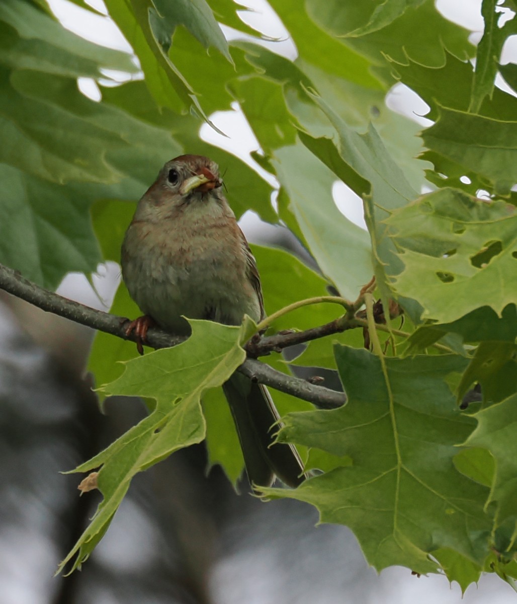 Field Sparrow - ML637945899
