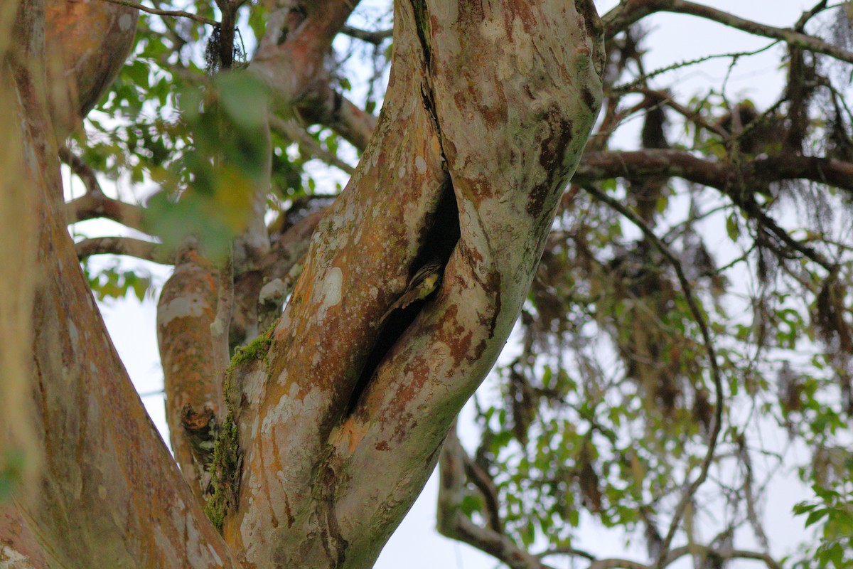 Galapagos Flycatcher - ML637945903