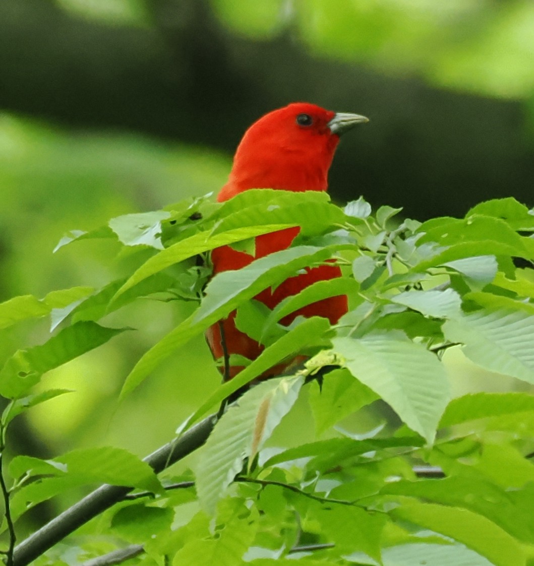 Scarlet Tanager - ML637945905