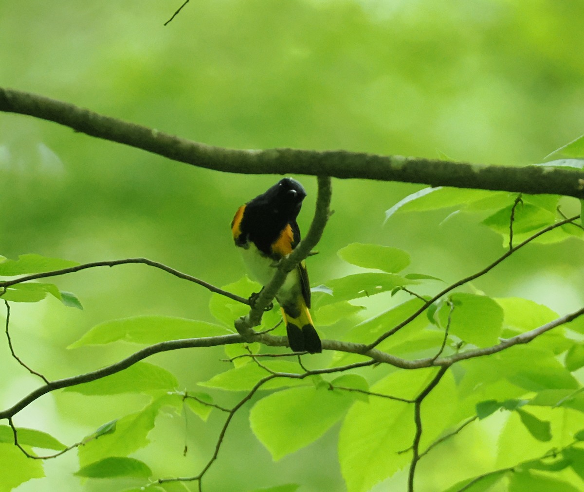 American Redstart - ML637945908