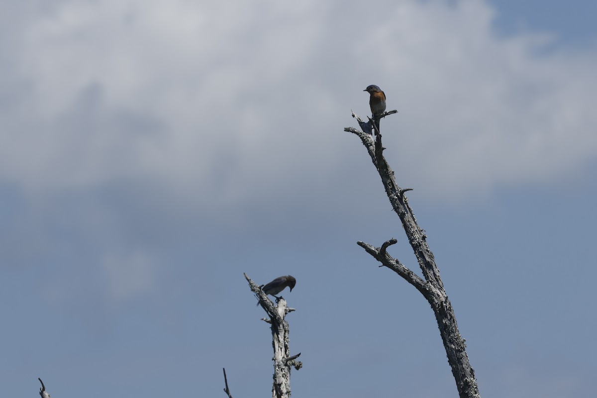 Eastern Bluebird - ML637945917
