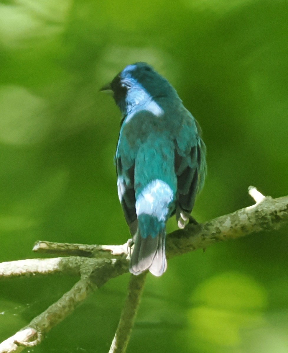 Indigo Bunting - ML637945923
