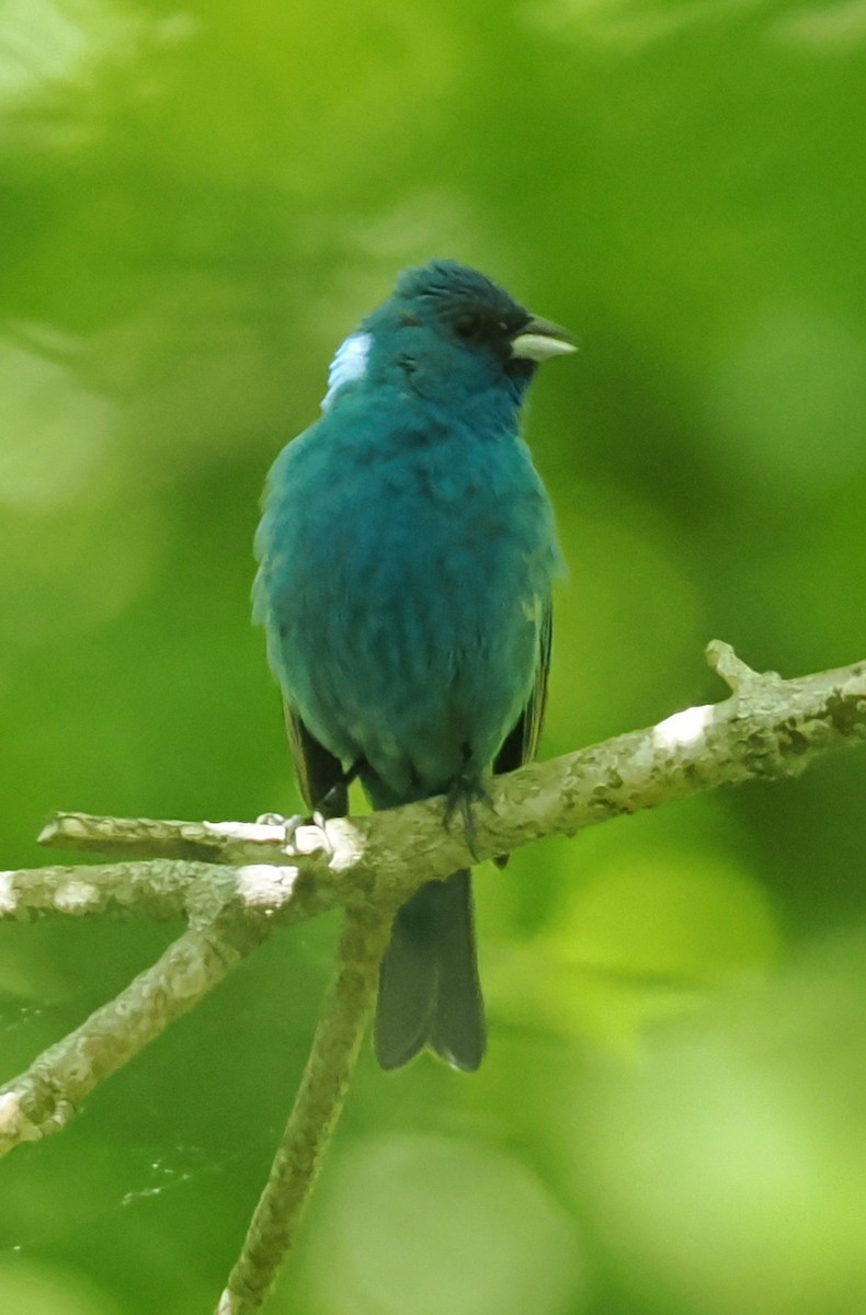 Indigo Bunting - ML637945924