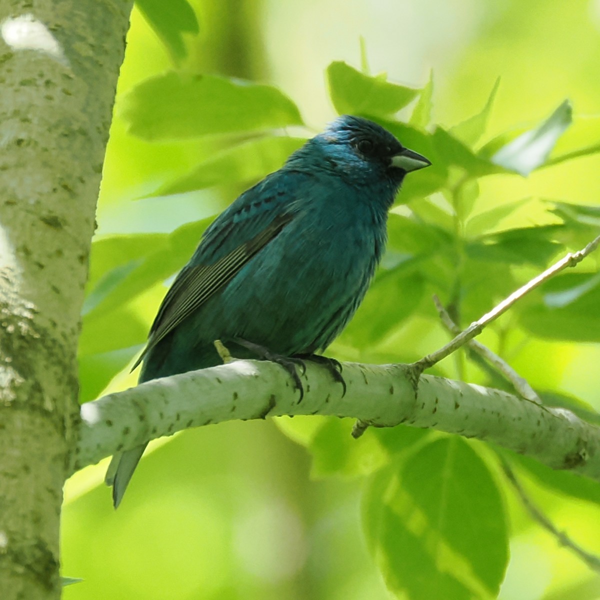 Indigo Bunting - ML637945925