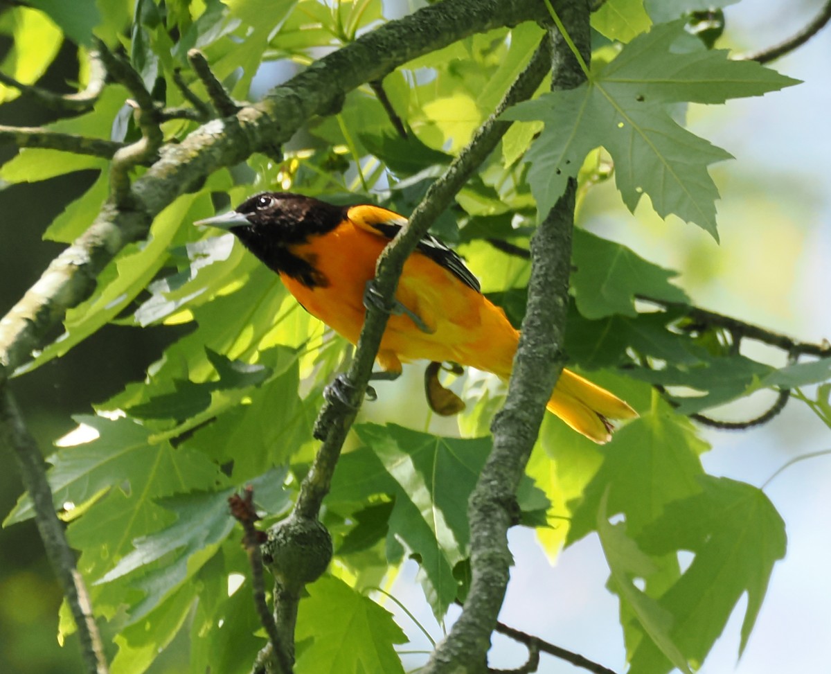 Baltimore Oriole - ML637945934