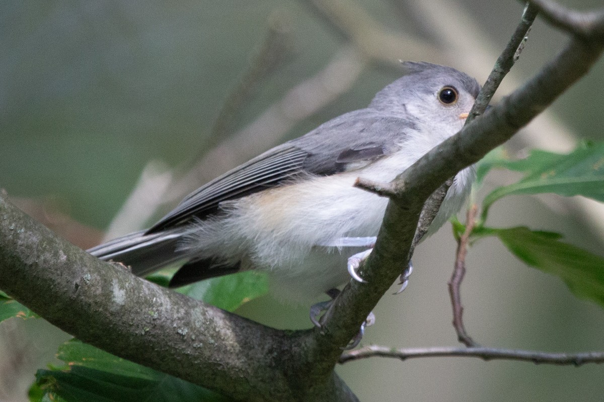 Mésange bicolore - ML637945947