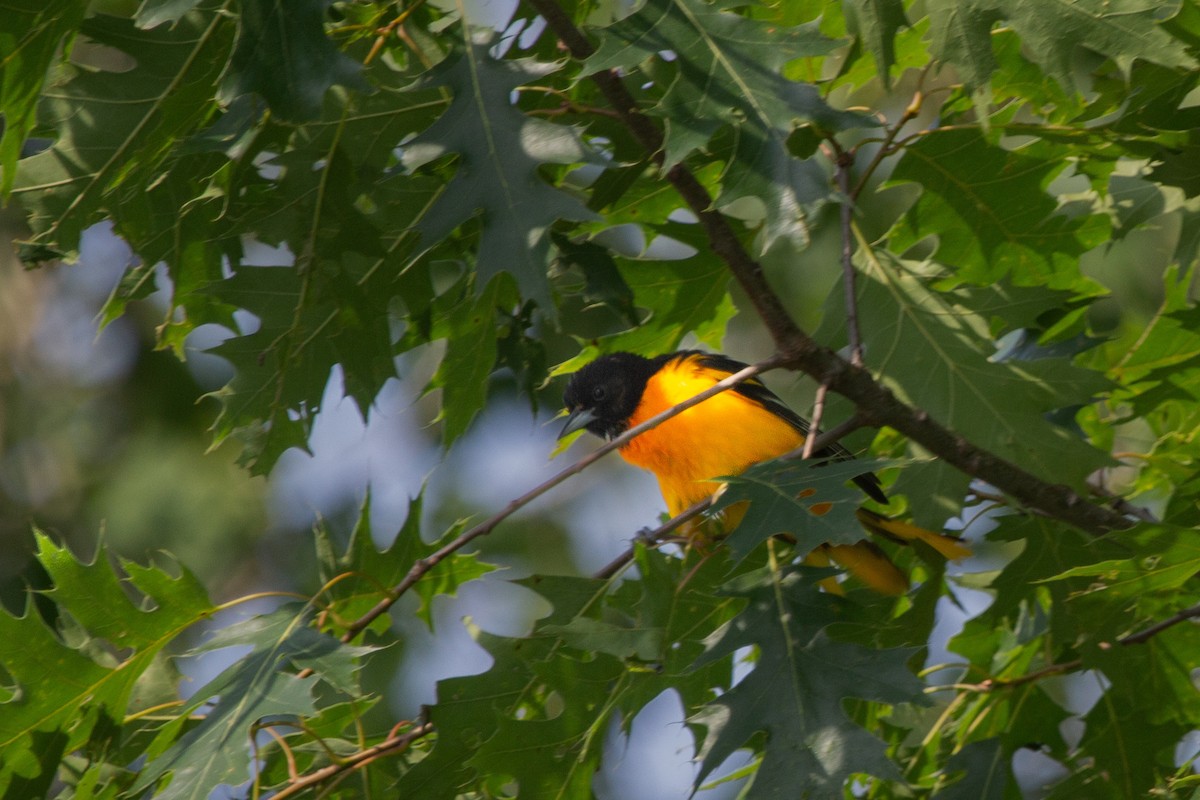 Oriole de Baltimore - ML637945950