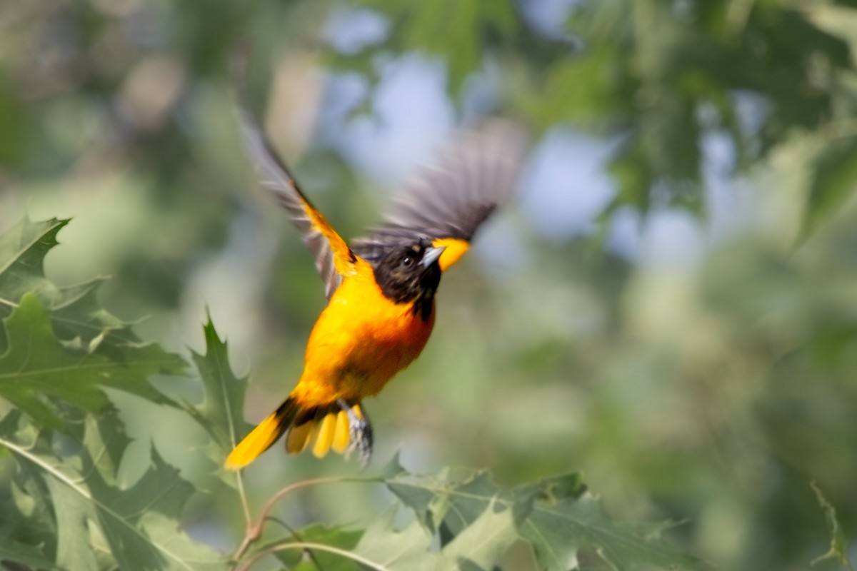 Oriole de Baltimore - ML637945951