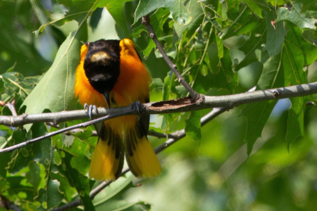 Oriole de Baltimore - ML637945952