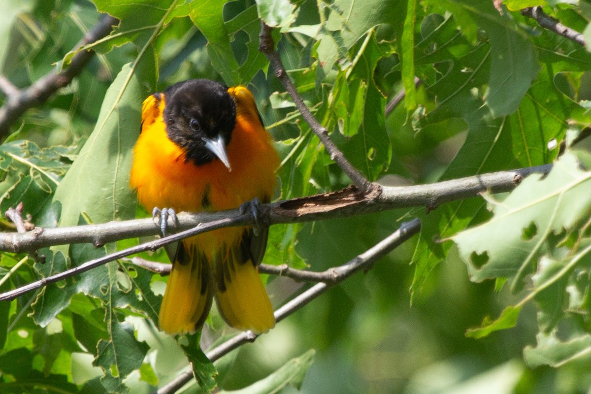 Oriole de Baltimore - ML637945953