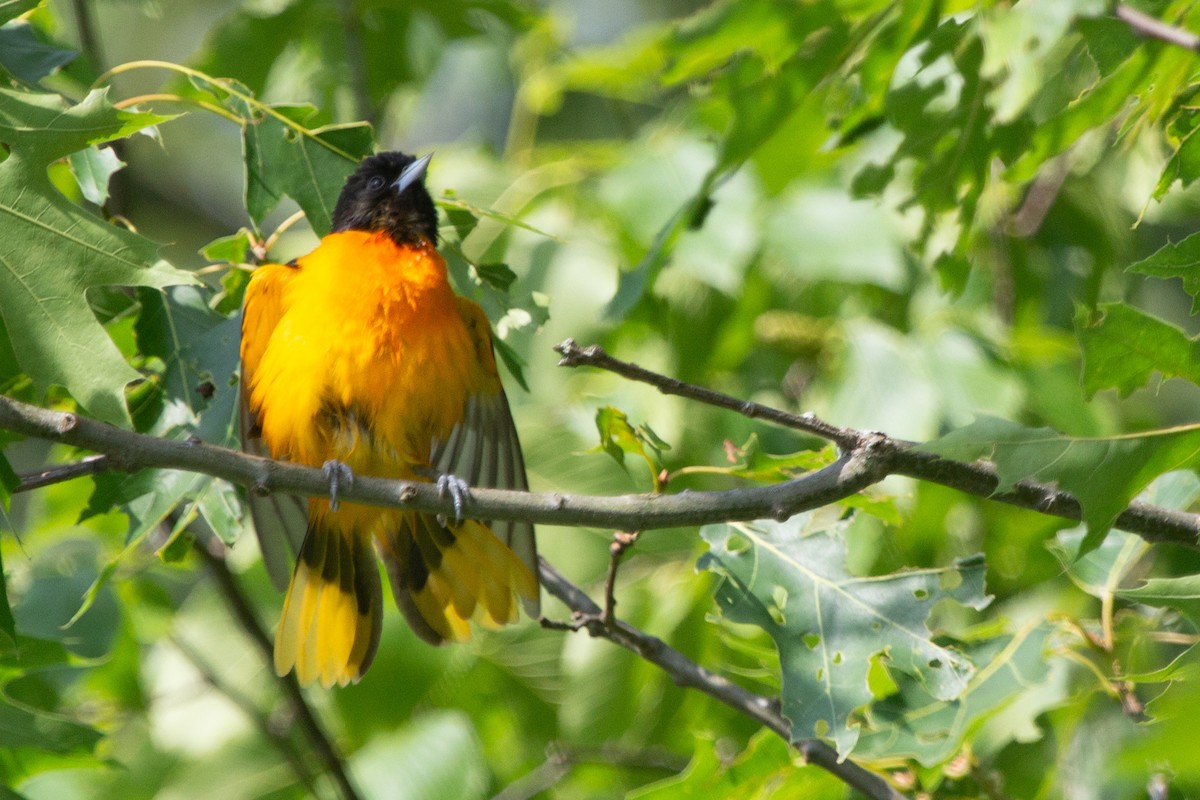 Oriole de Baltimore - ML637945954