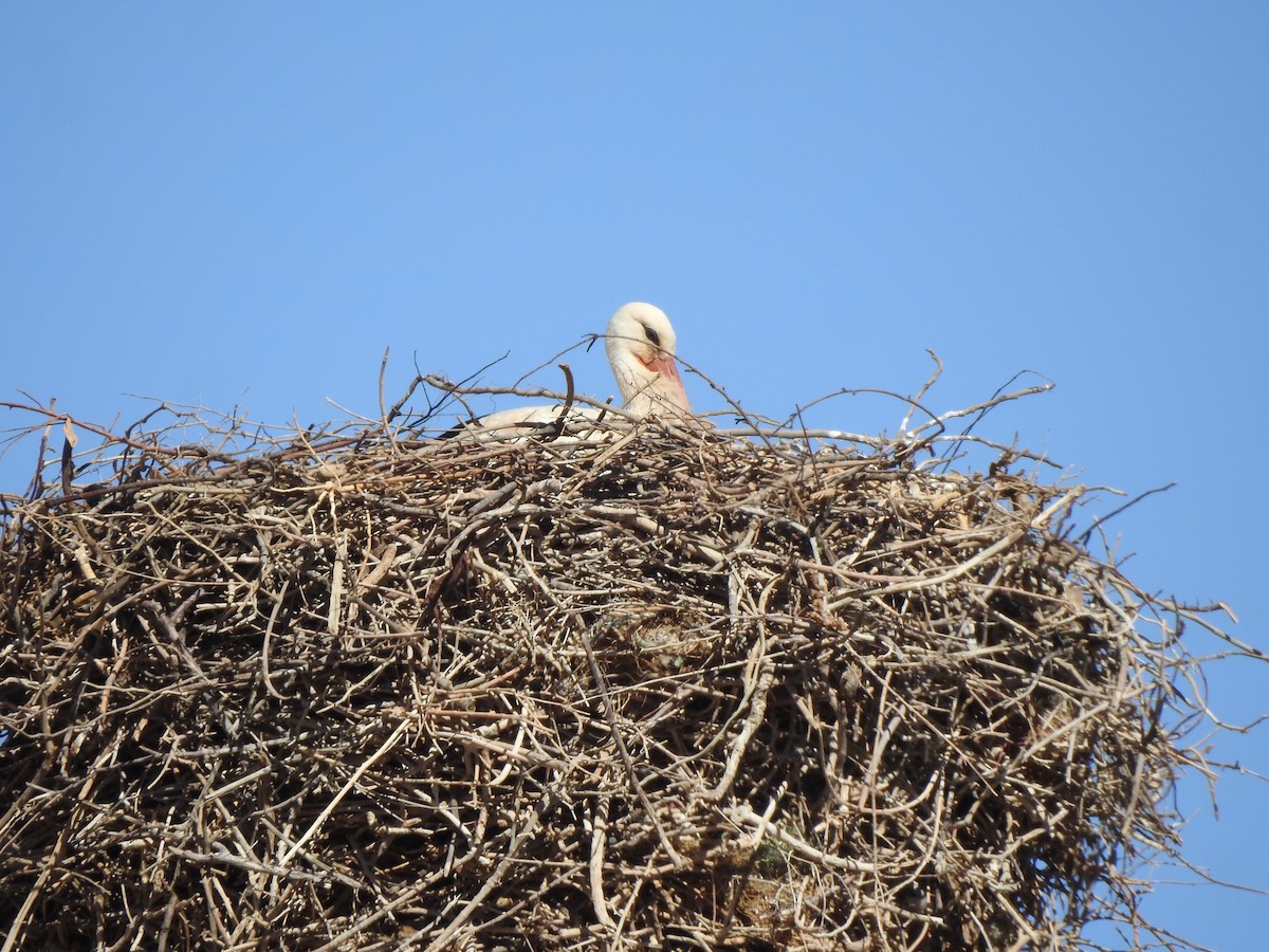 White Stork - ML637945957