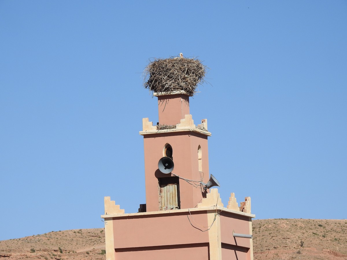 White Stork - ML637945961