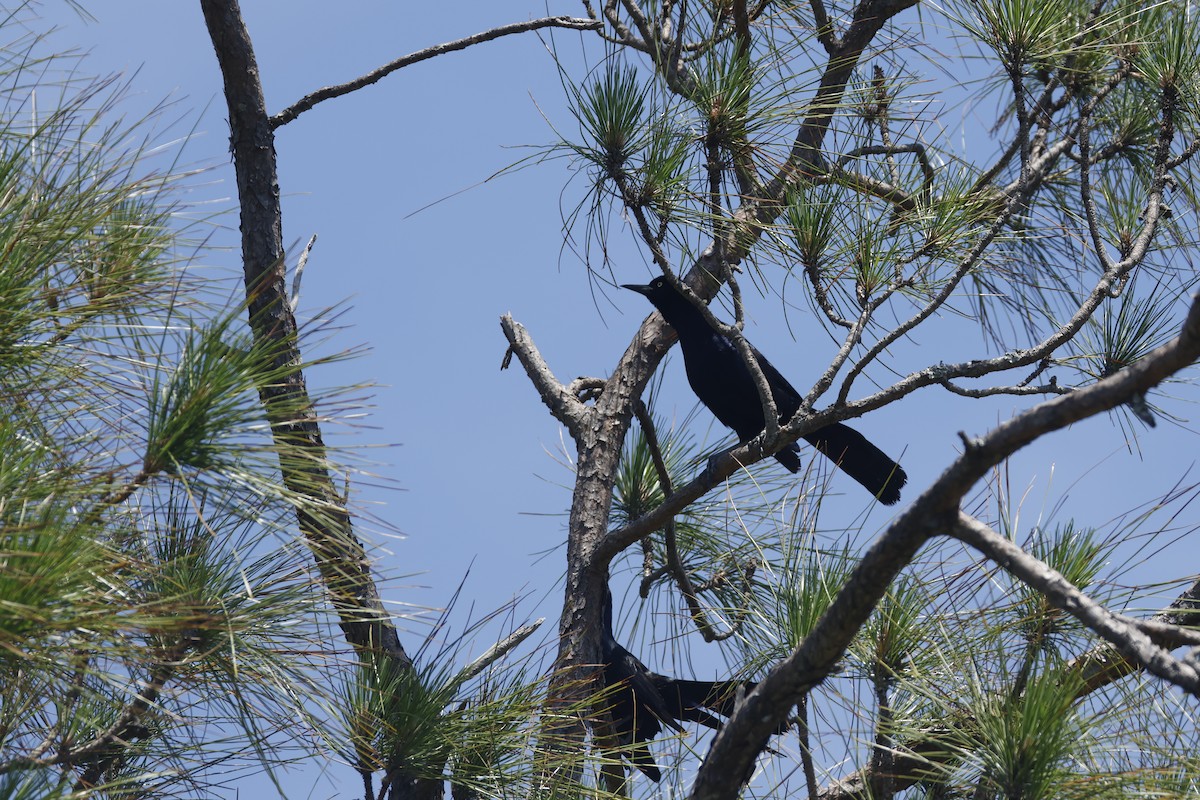 Boat-tailed Grackle - ML637945972