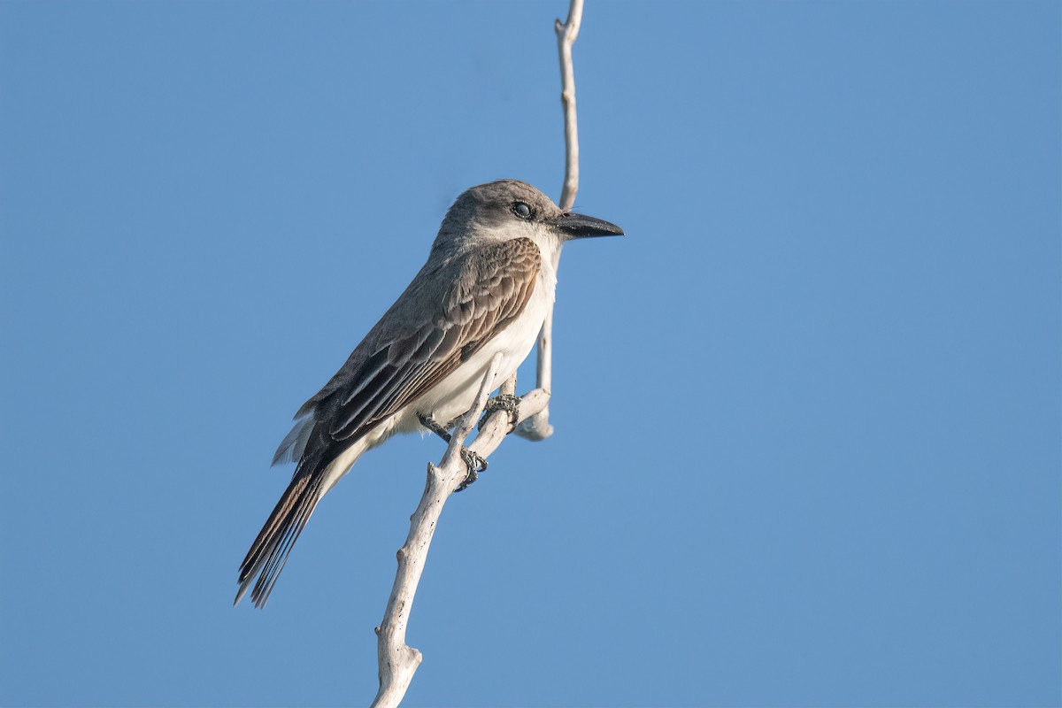 Karayip Tiranı - ML637945981