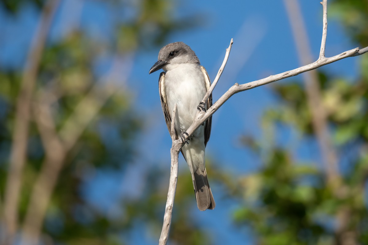 Karayip Tiranı - ML637945982