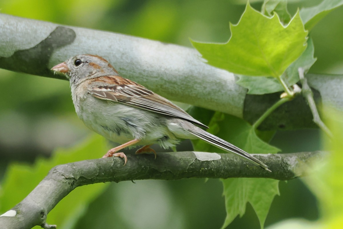 Field Sparrow - ML637945996