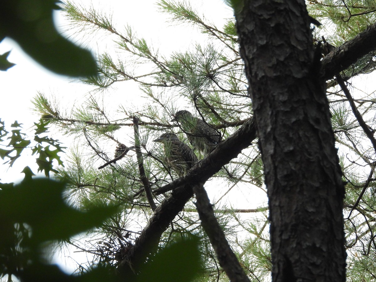 Yellow-crowned Night Heron - ML637946001