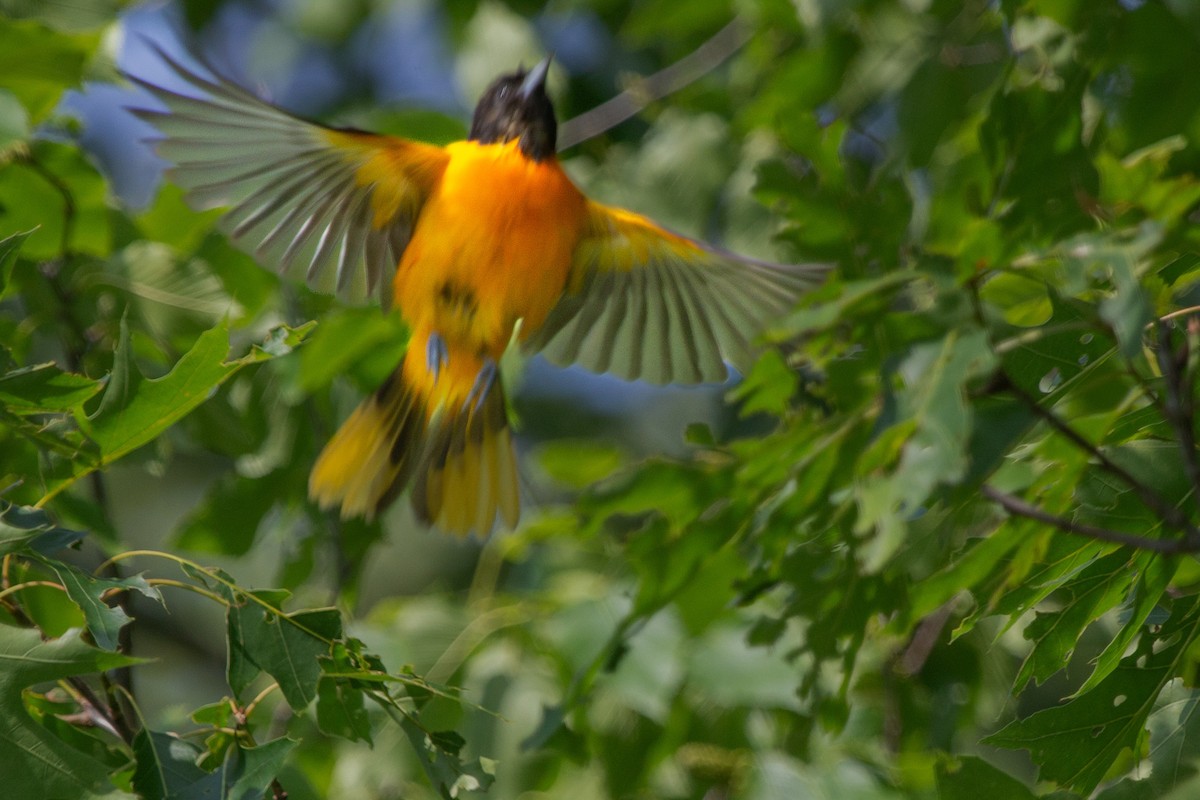 Oriole de Baltimore - ML637946005