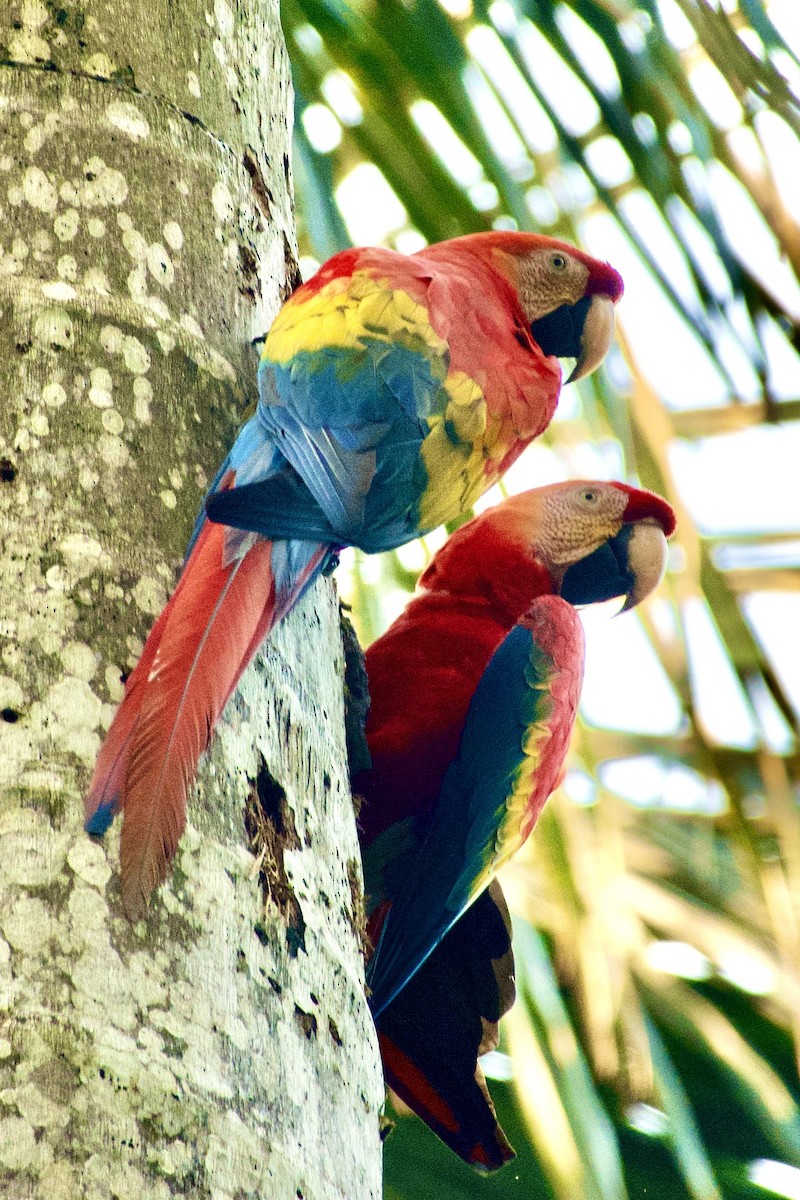 Scarlet Macaw - ML637946010
