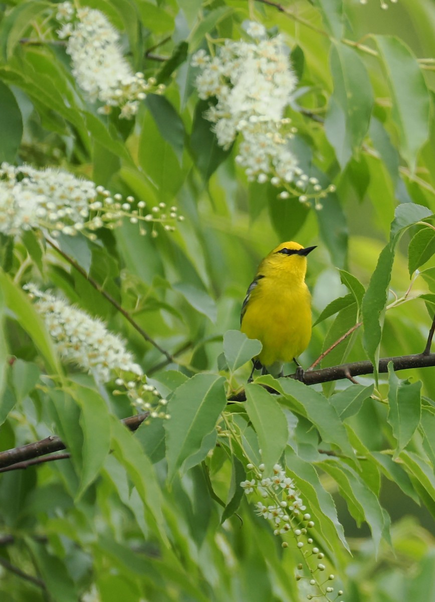 Blue-winged Warbler - ML637946016