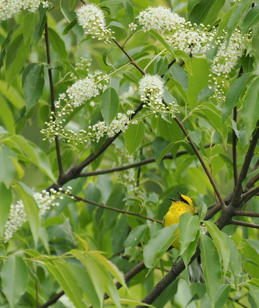 Blue-winged Warbler - ML637946017