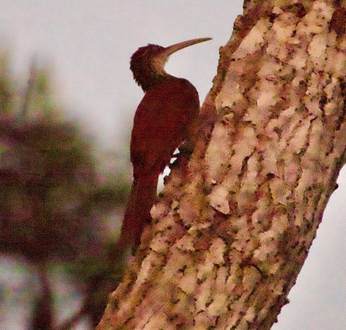 Long-billed Woodcreeper - ML637946025