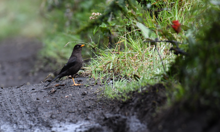 Sooty Thrush - ML637946038