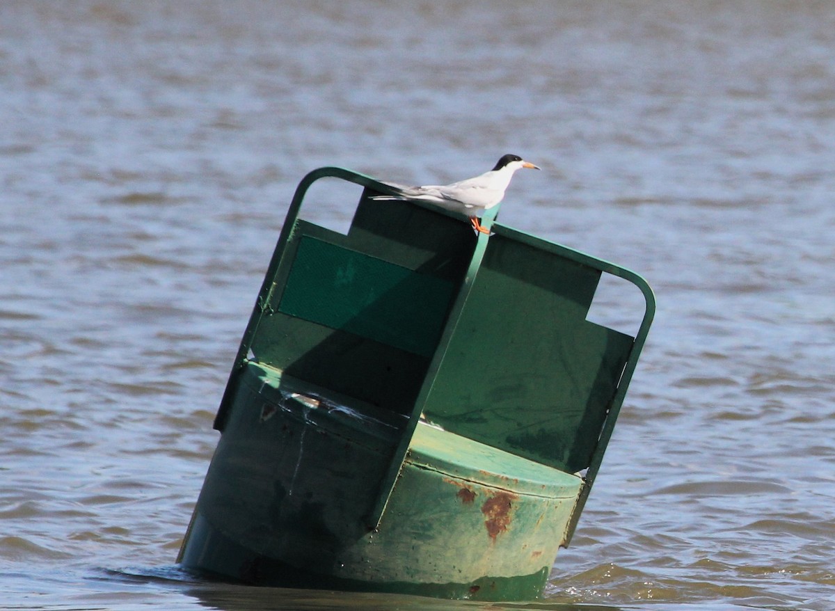 Forster's Tern - ML637946041