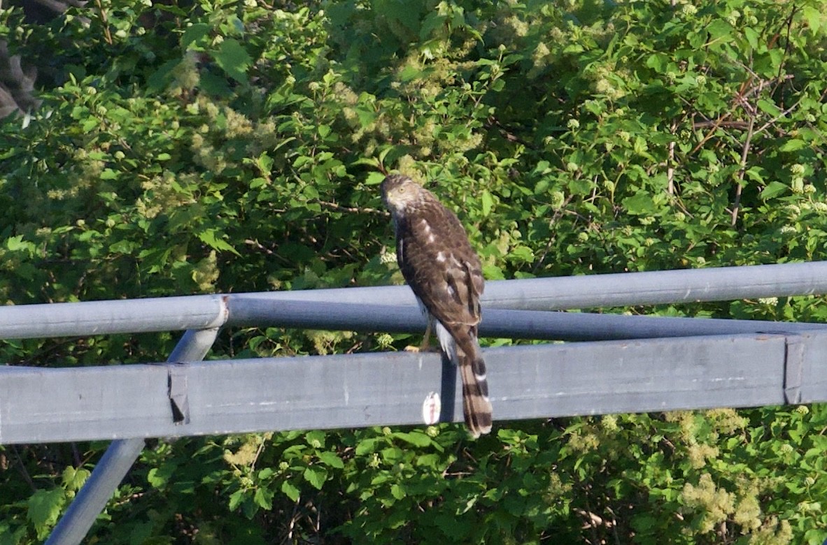 Sharp-shinned/Cooper's Hawk - ML637946060