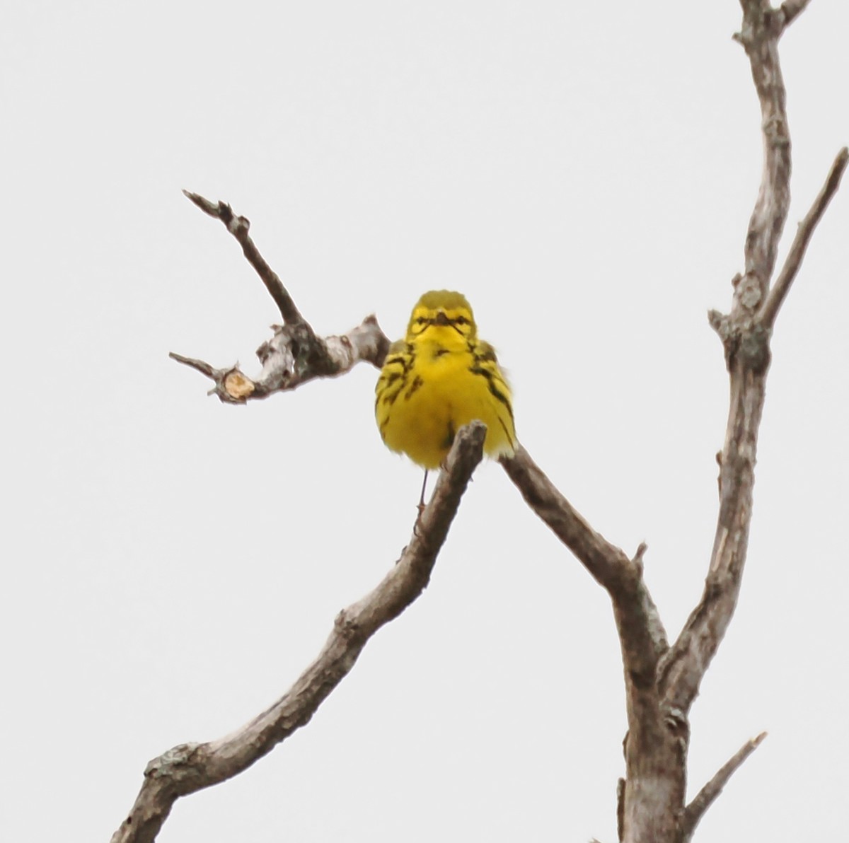 Prairie Warbler - ML637946090