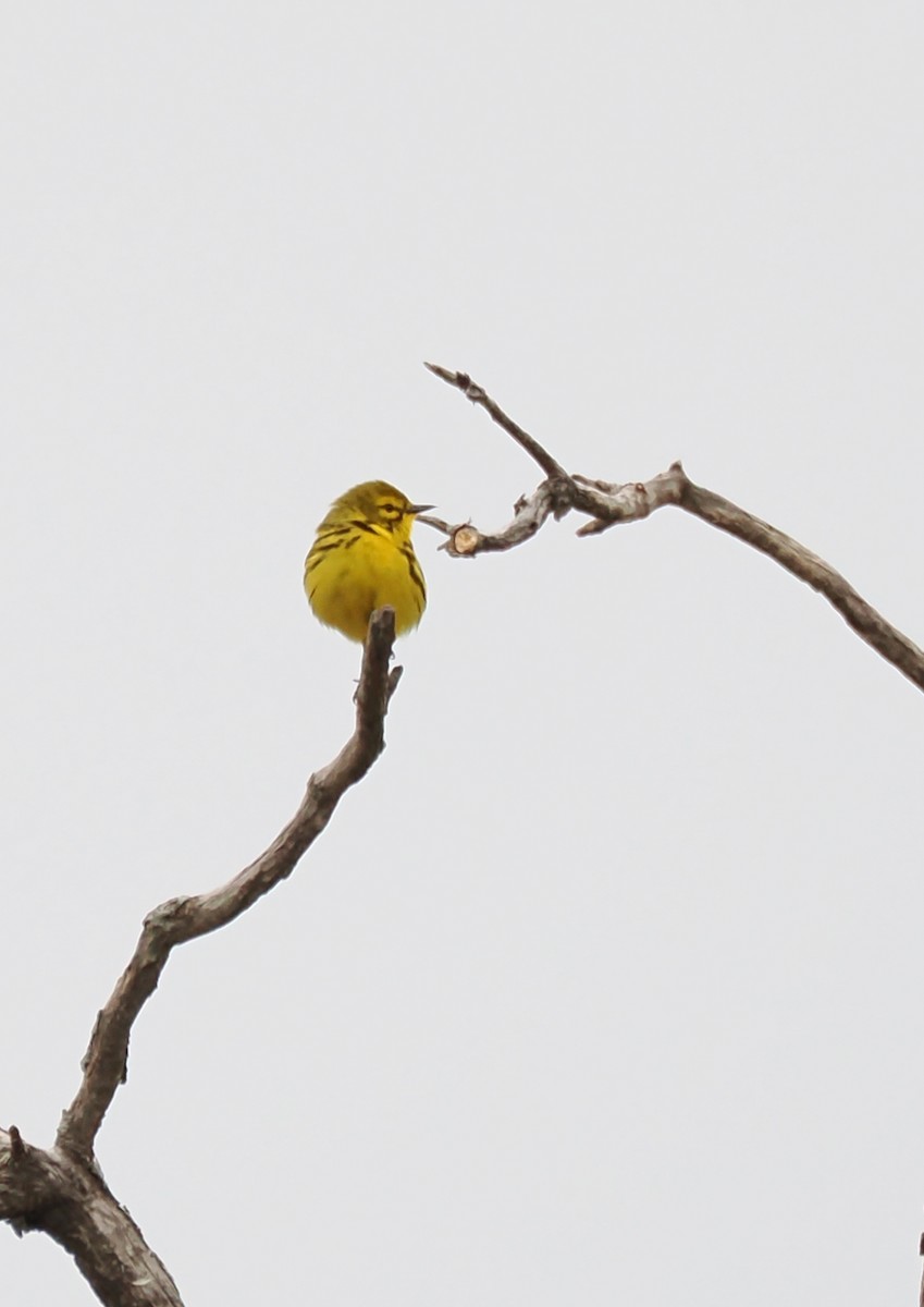 Prairie Warbler - ML637946092