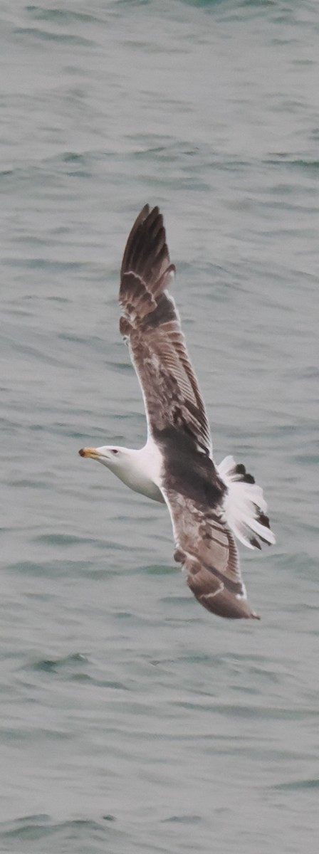 Great Black-backed Gull - ML637946099