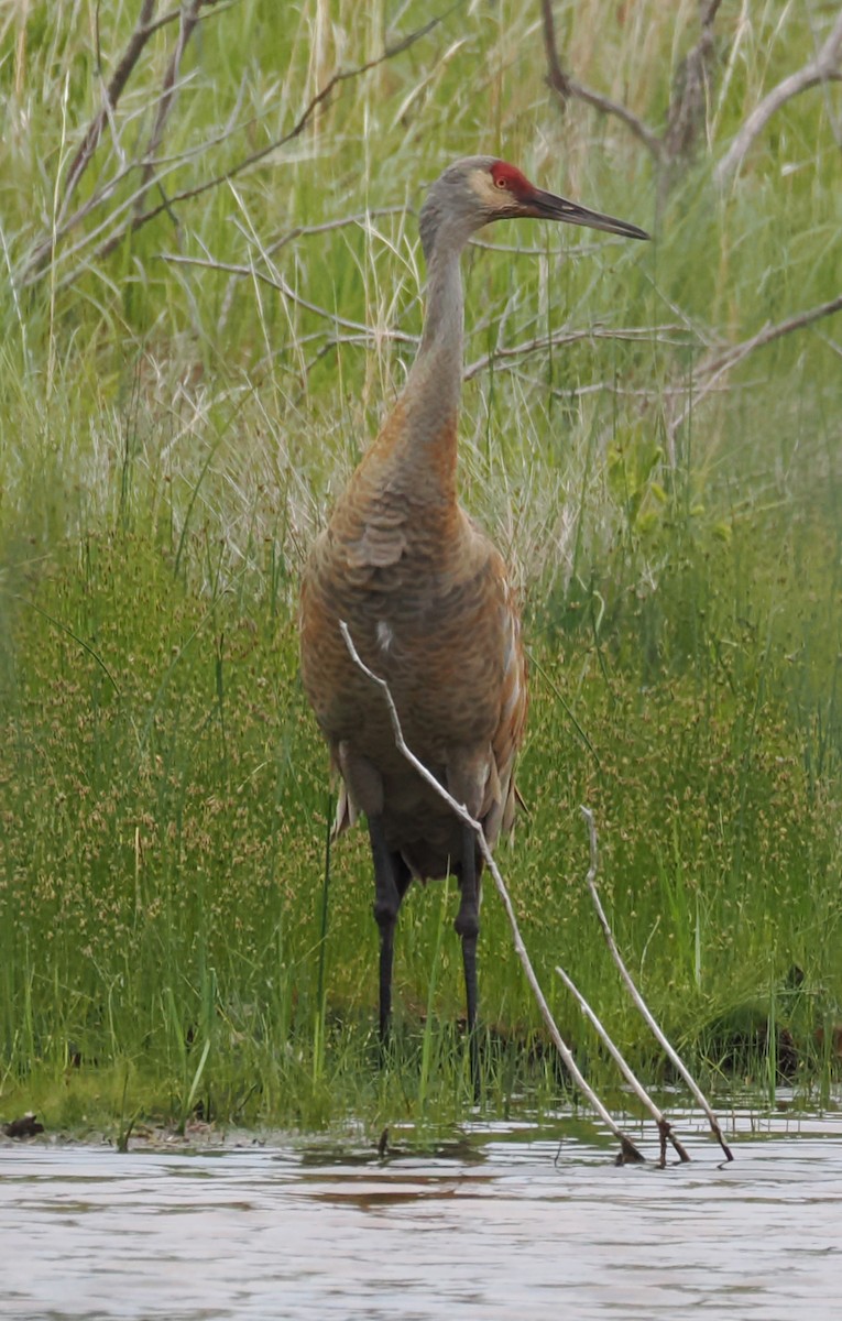 Sandhill Crane - ML637946102