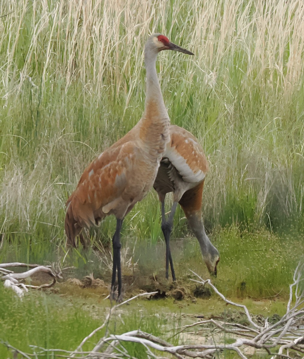 Sandhill Crane - ML637946103