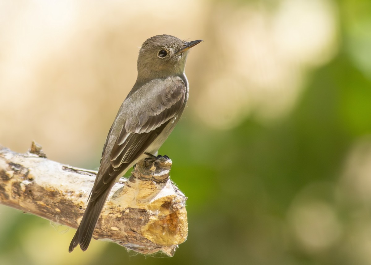 Western Wood-Pewee - ML637946112