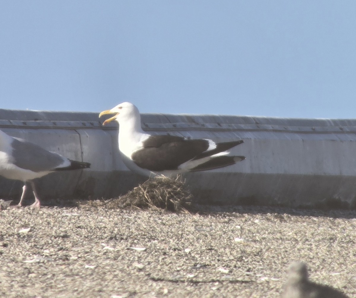 Kelp Gull - ML637946122