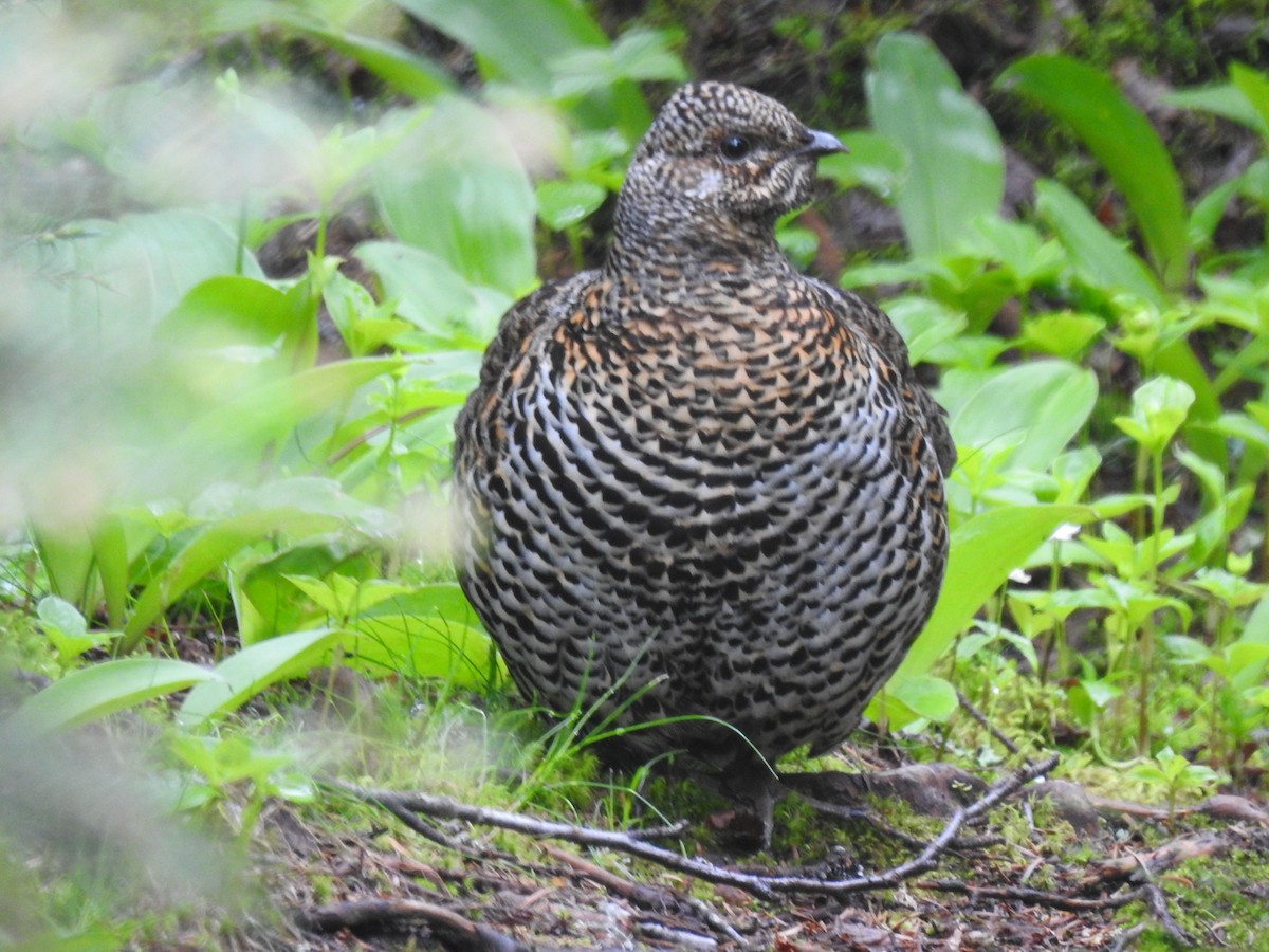 Spruce Grouse - ML637946132