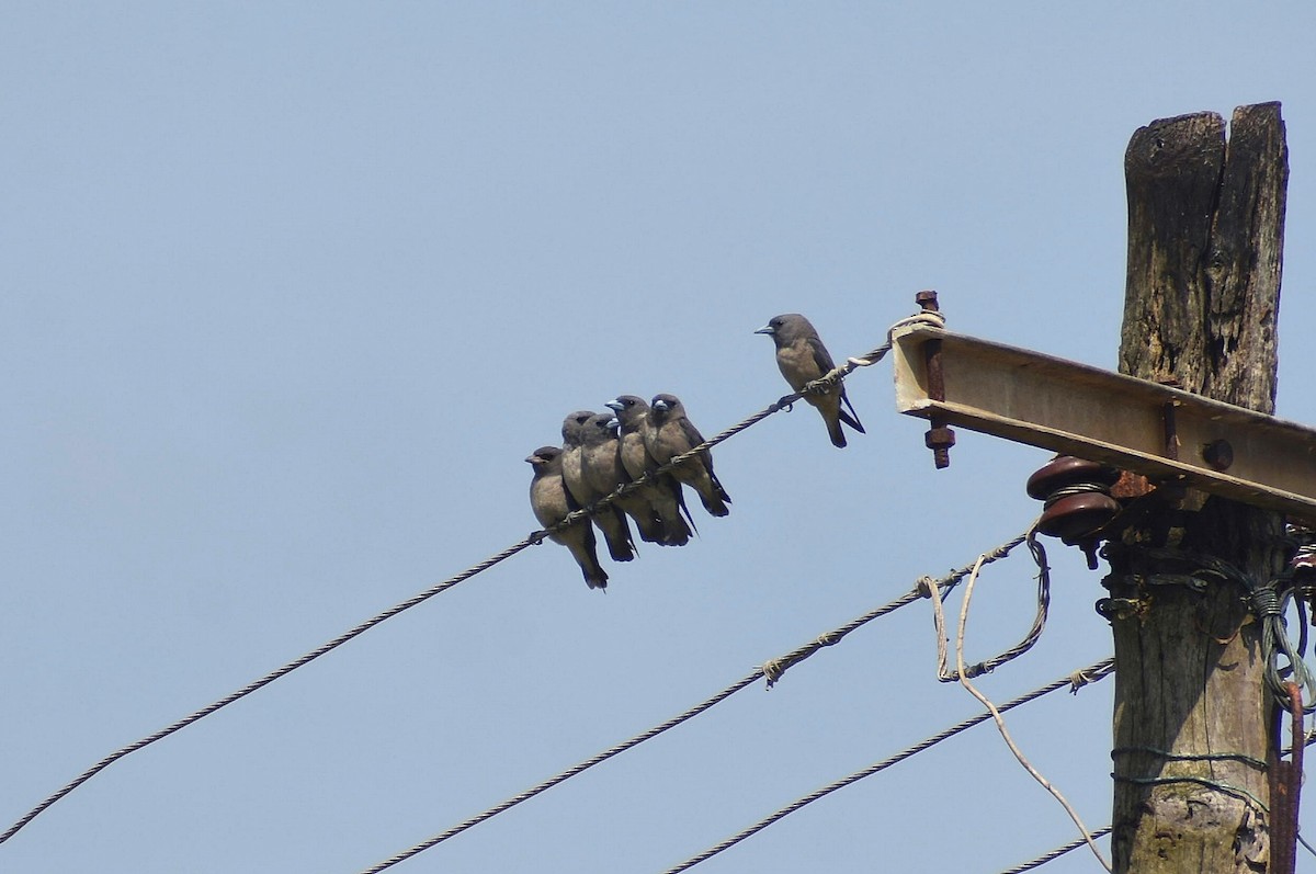 Ashy Woodswallow - ML637946140