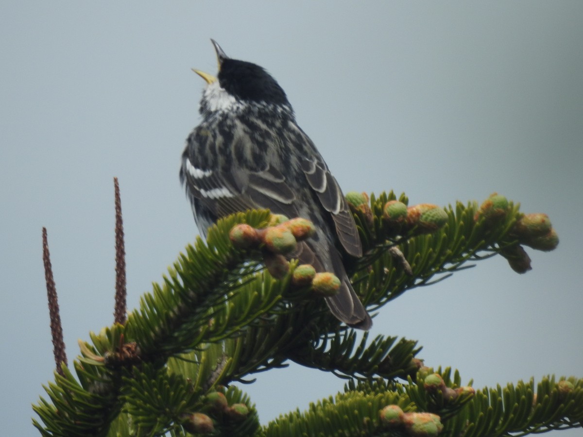 Blackpoll Warbler - ML637946141