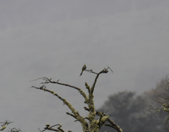 Long-tailed Silky-flycatcher - ML637946148