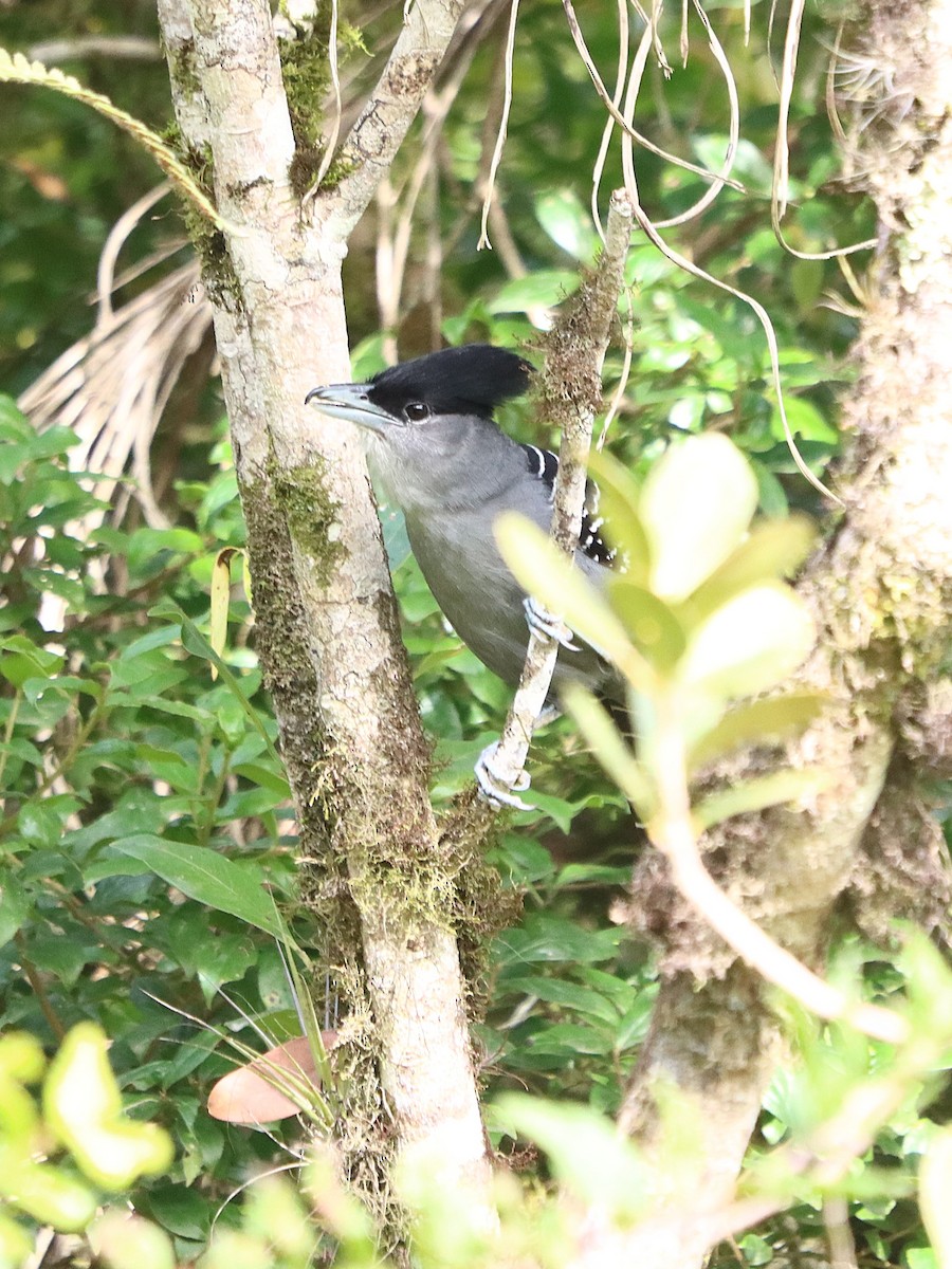 Giant Antshrike - ML637946165