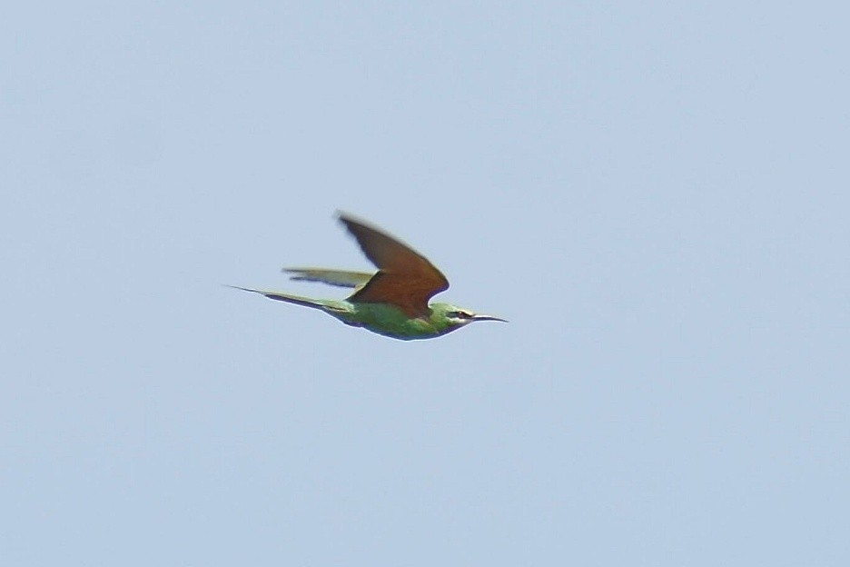 Blue-cheeked Bee-eater - ML637946170