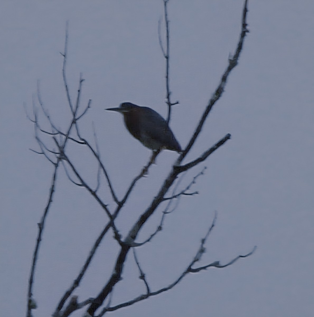 Green Heron - ML637946198