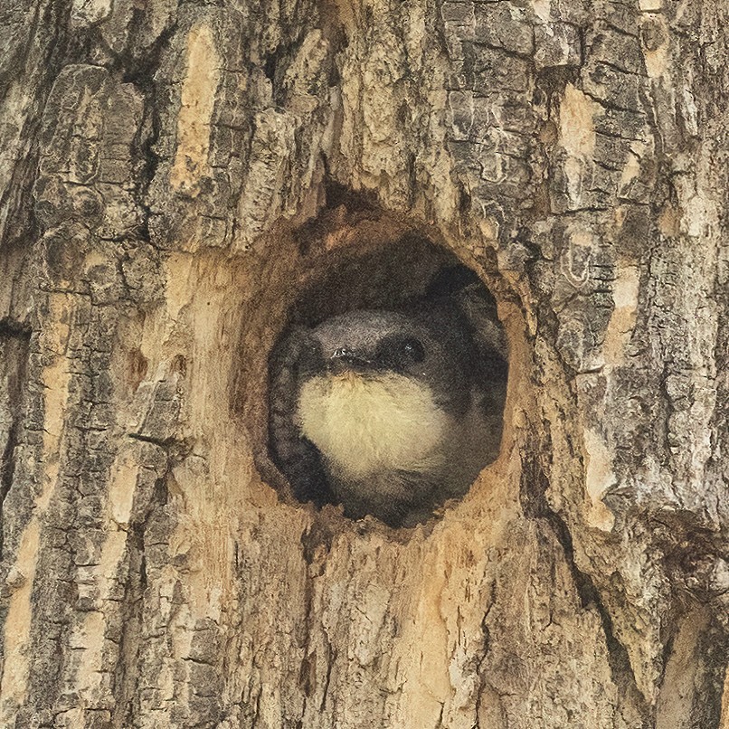 Tree Swallow - ML637946202