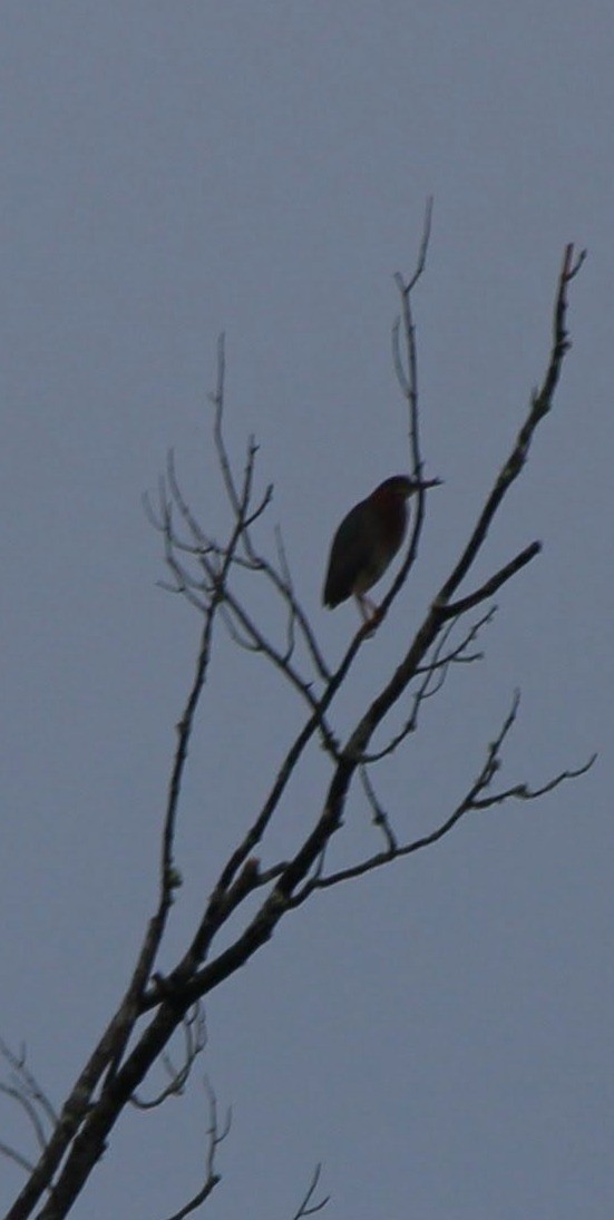 Green Heron - ML637946205