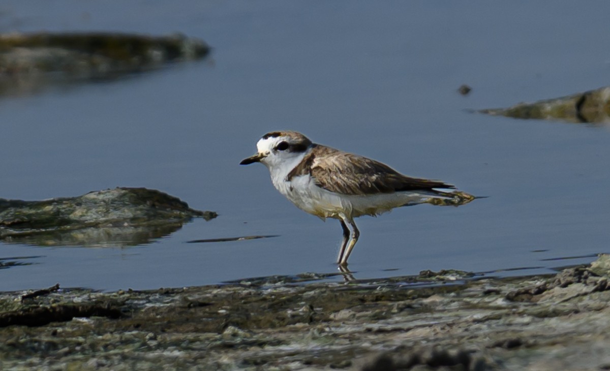 Snowy Plover - ML637946248